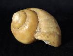 Ampullina sp. (FRUSSAC 1822) - Bild © FossNet FossilienStore